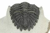 Detailed Hollardops Trilobite - Ofaten, Morocco #245275-5